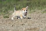 CORGI PEMBROKE 740